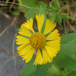 Helenium autumnale (common sneezeweed) in Linville Gorge (Photo: Nicholas Massey)