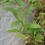 Helenium autumnale (common sneezeweed) in Linville Gorge. (Photo: Nicholas Massey)