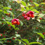Euonymus americanus (hearts-a-bustin') in Linville Gorge. (Photo: Kevin Massey)