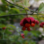 Euonymus americanus (hearts-a-bustin') in Linville Gorge. (Photo: Kevin Massey)