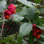 Euonymus americanus (hearts-a-bustin') in Linville Gorge (Photo: Kevin Massey)