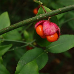 Euonymus americanus (hearts-a-bustin') in Linville Gorge (Photo: Kevin Massey)