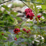 Euonymus americanus (hearts-a-bustin') in Linville Gorge (Photo: Kevin Massey)