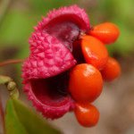 Euonymus americanus (hearts-a-bustin') in Linville Gorge (Photo: Kevin Massey)