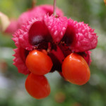 Euonymus americanus (hearts-a-bustin') in Linville Gorge. (Photo: Kevin Massey)