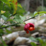 Euonymus americanus (hearts-a-bustin') in Linville Gorge. (Photo: Kevin Massey)