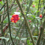 Euonymus americanus (hearts-a-bustin') in Linville Gorge (Photo: Kevin Massey)