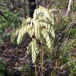 Eubotrys recurva (redtwig doghobble) in Linville Gorge. (Photo: William Faulkner)