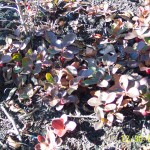 Gaultheria procumbens (teaberry) in Linville Gorge. (Photo: William Faulkner)