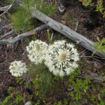 Xerophyllum asphodeloides (turkey beard) in Linville Gorge. (Photo: William Faulkner)