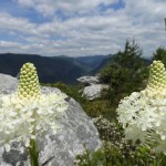 Xerophyllum asphodeloides (turkey beard) in Linville Gorge. (Photo: William Faulkner)