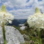 Xerophyllum asphodeloides (turkey beard) in Linville Gorge. (Photo: William Faulkner)