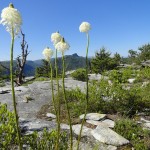 Xerophyllum asphodeloides (turkey beard)