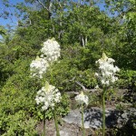 Xerophyllum asphodeloides (turkey beard) in Linville Gorge. (Photo: William Faulkner)