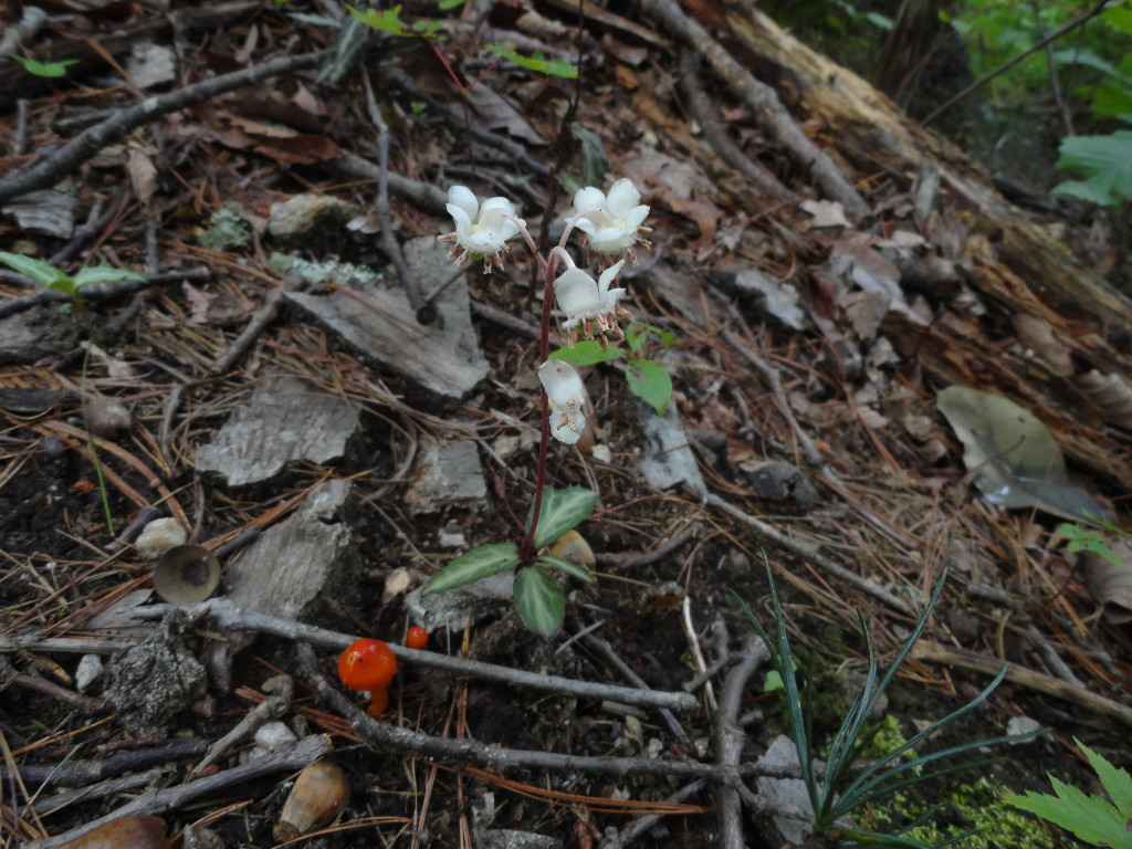 Chimaphila maculata (wintegreen) in Linville Gorge. (Photo: William Faulkner)