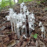 Monotropa uniflora (Indian pipe) in Linville Gorge. (Photo: William Faulkner)