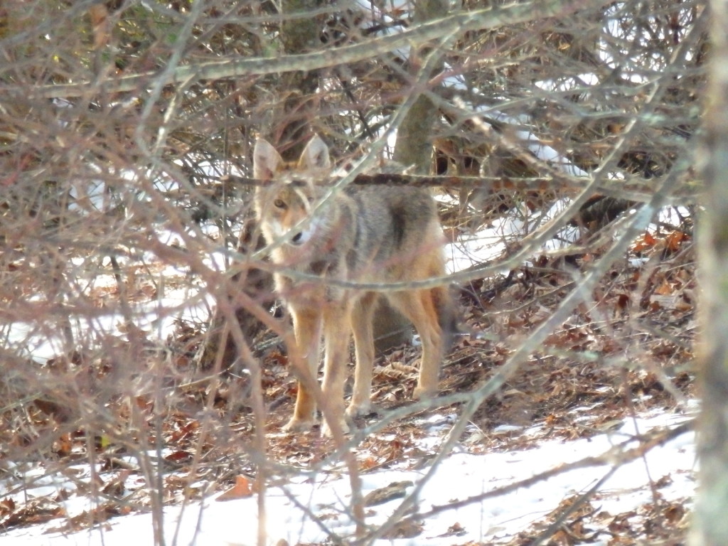 Canis latrans (coyote) in Linville Gorge. (Photo: Nicholas Massey)