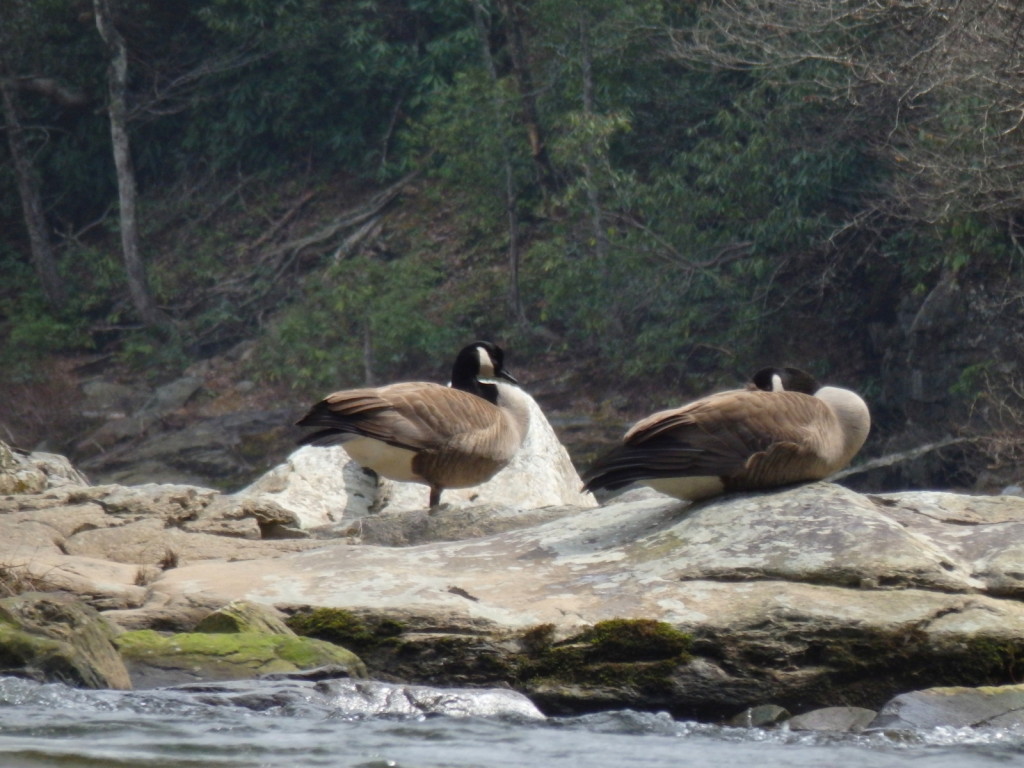 Canada goose in Linville Gorge. (Photo: Nicholas Massey)