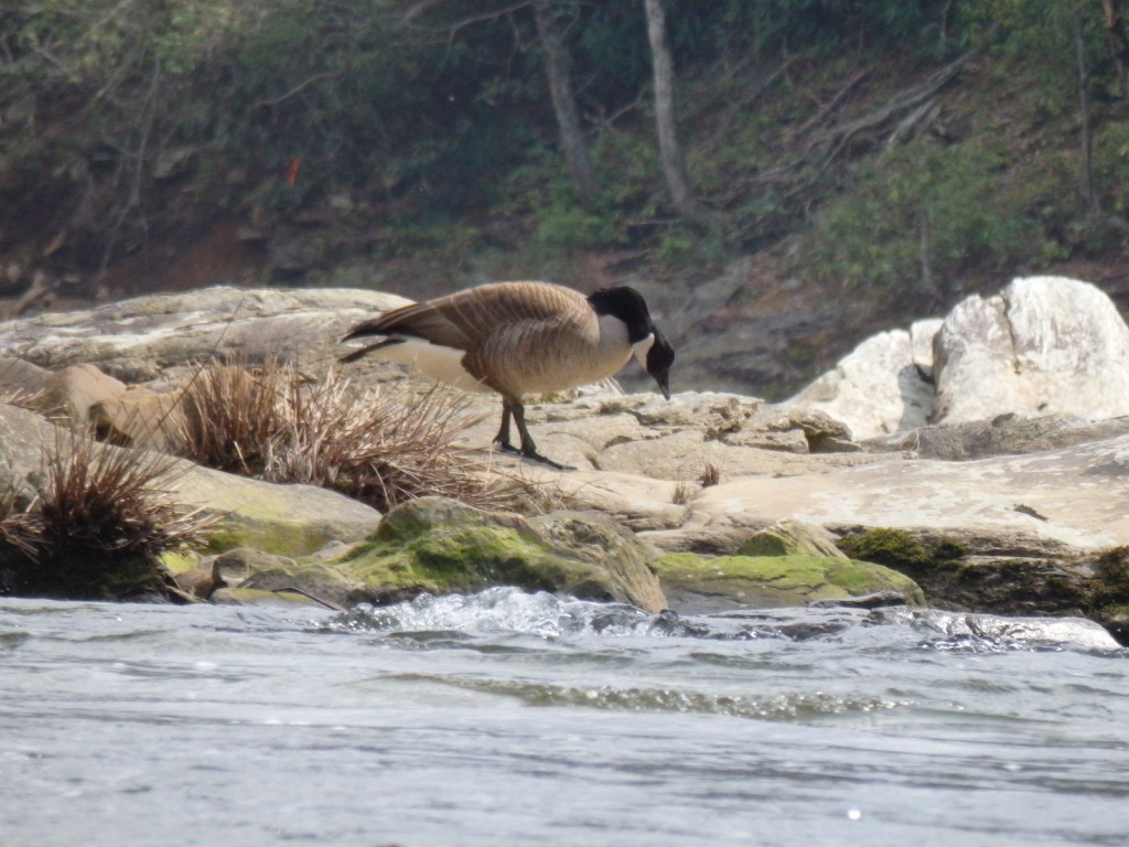 Canada goose in Linville Gorge. (Photo: Nicholas Massey)