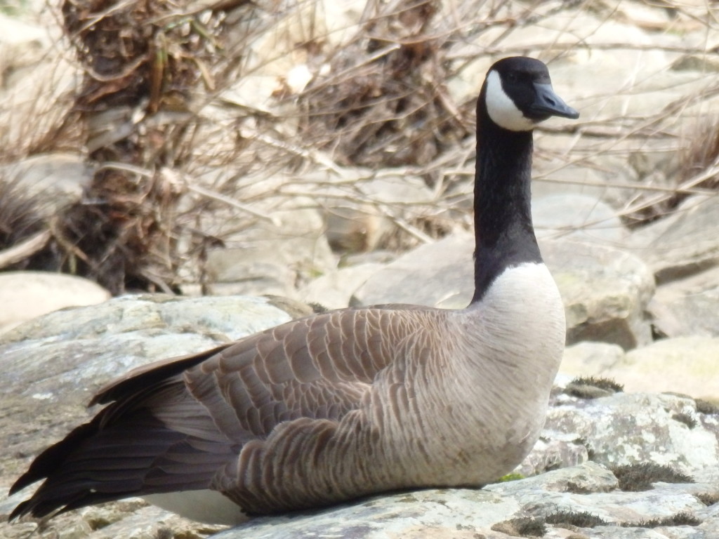 Canada goose in Linville Gorge. (Photo: Nicholas Massey)