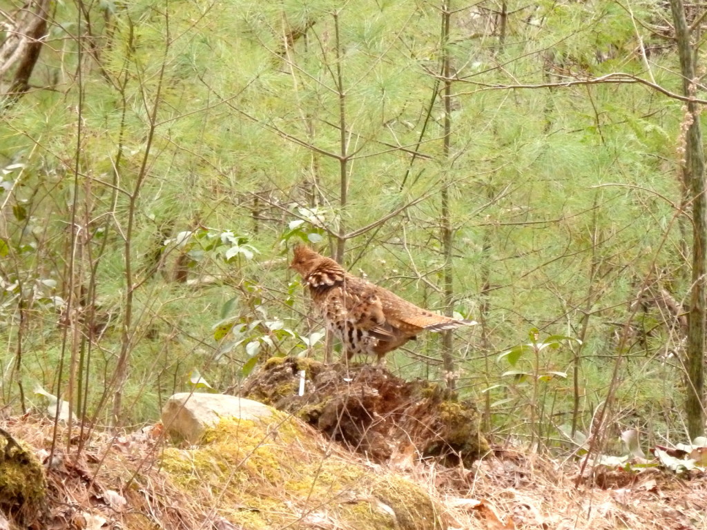 ruffed grouse linville gorge