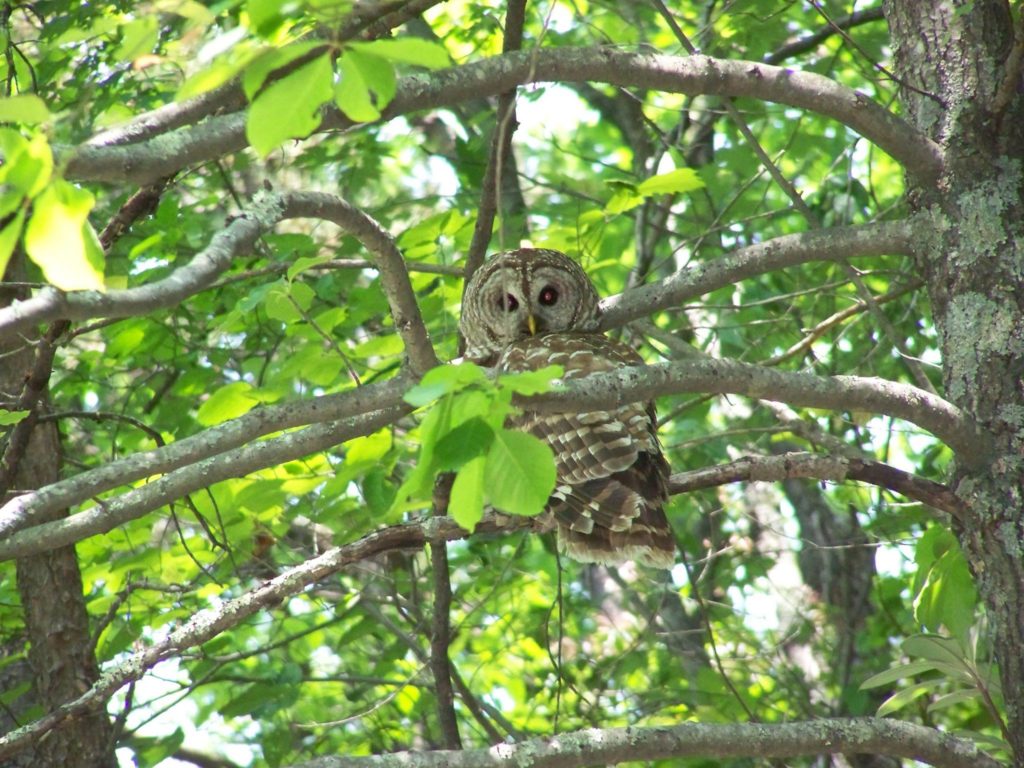 Barred Owl.  (Photo: Dalton Walters)