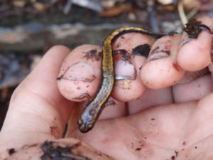 Salamander. (Photo: Nicholas Massey)