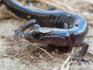 Salamander. (Photo: Nicholas Massey)
