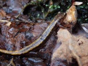 Salamander. (Photo: Nicholas Massey)