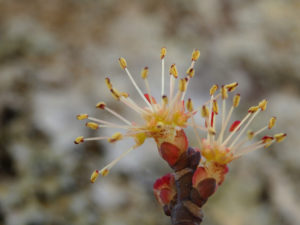 Flowers on a red maple tree. (Photo: Nicholas Massey)