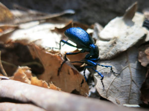Blue Beetle. (Photo: Nicholas Massey)
