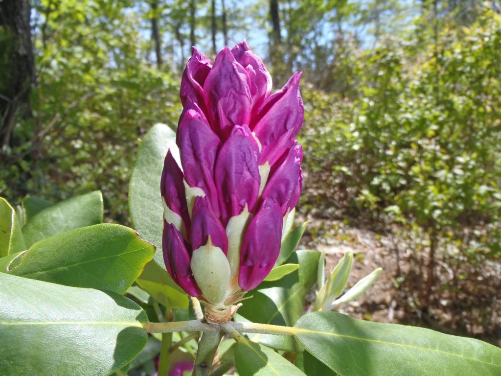 Catawba Rhododendron. (Photo: Shannon Harris)