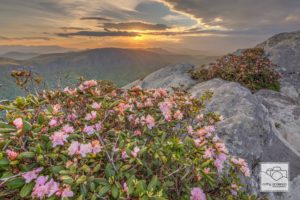 Carolina Rhododendron Sunset, Hawksbill.  (Photo: Cathy Anderson)