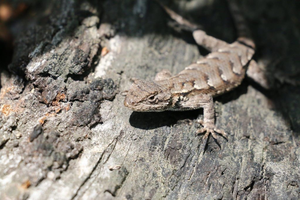 Eastern fence lizard. (Photo: Rob Moore)