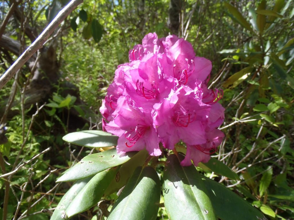 Catawba Rhododendron. (Photo: Shannon Harris)
