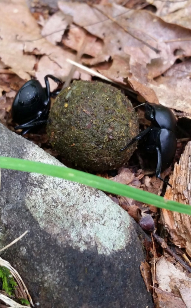 Dung beetles in Linville Gorge.  (Photo: Mike Jones)