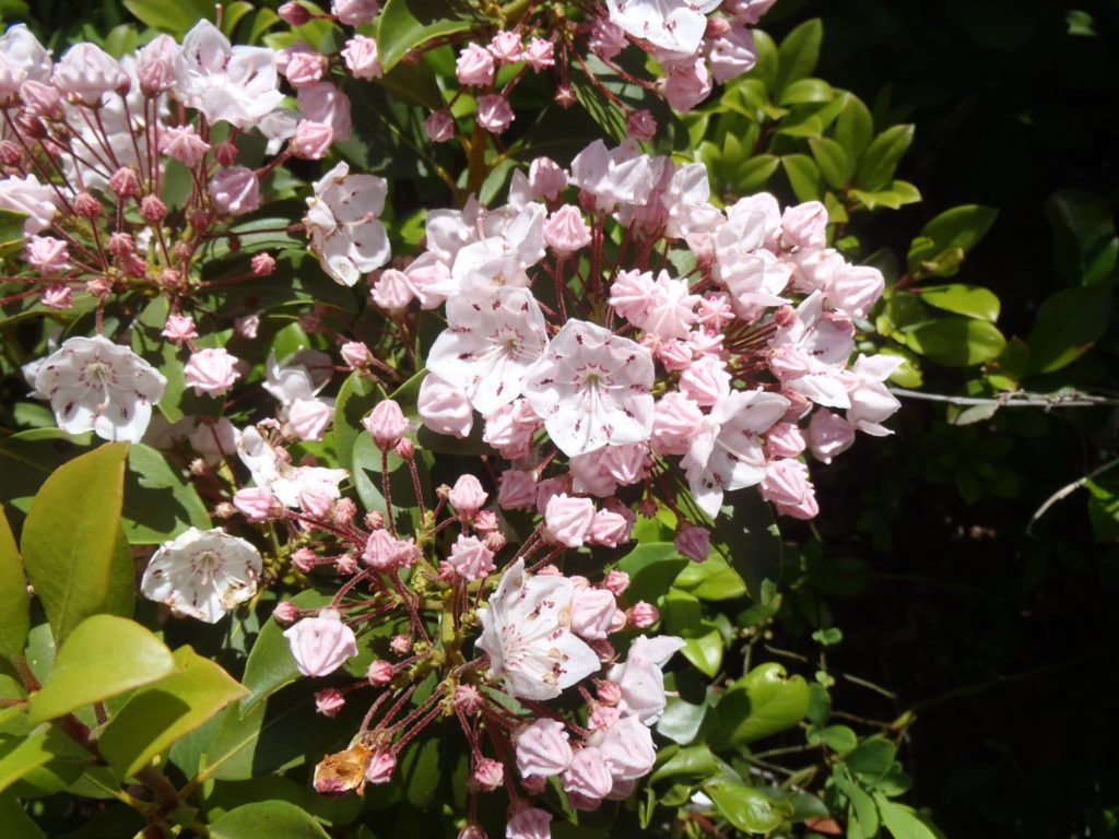 Mountain Laurel. (Photo: Shannon Harris)