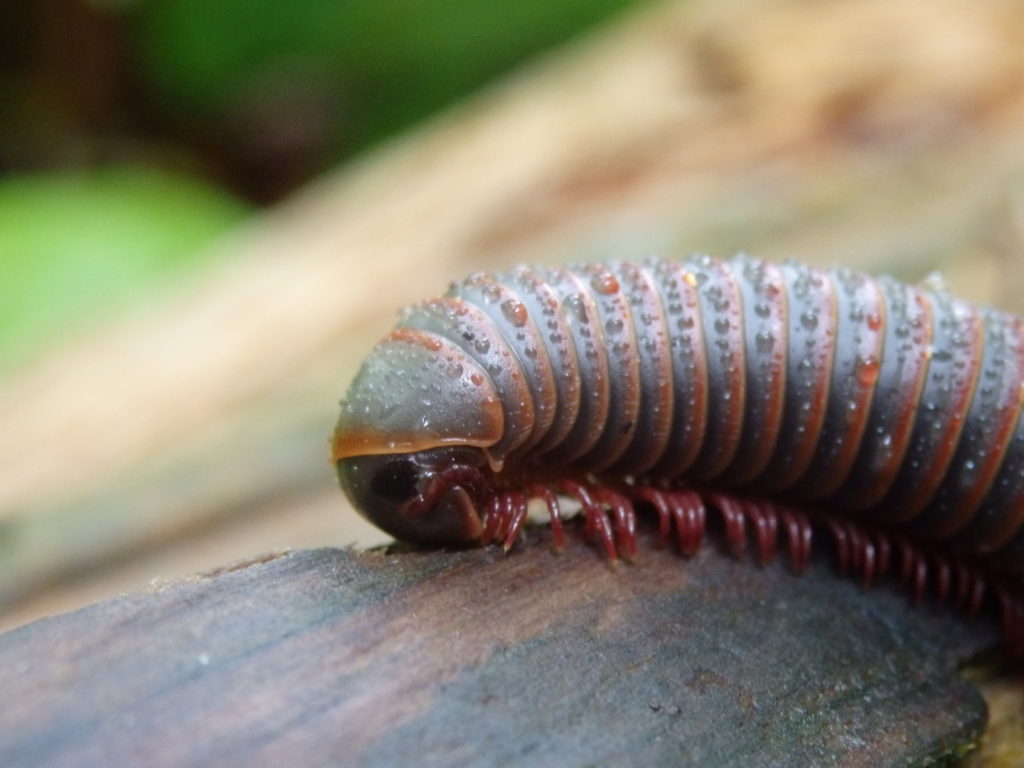 Millipede. (Photo: Nicholas Massey)