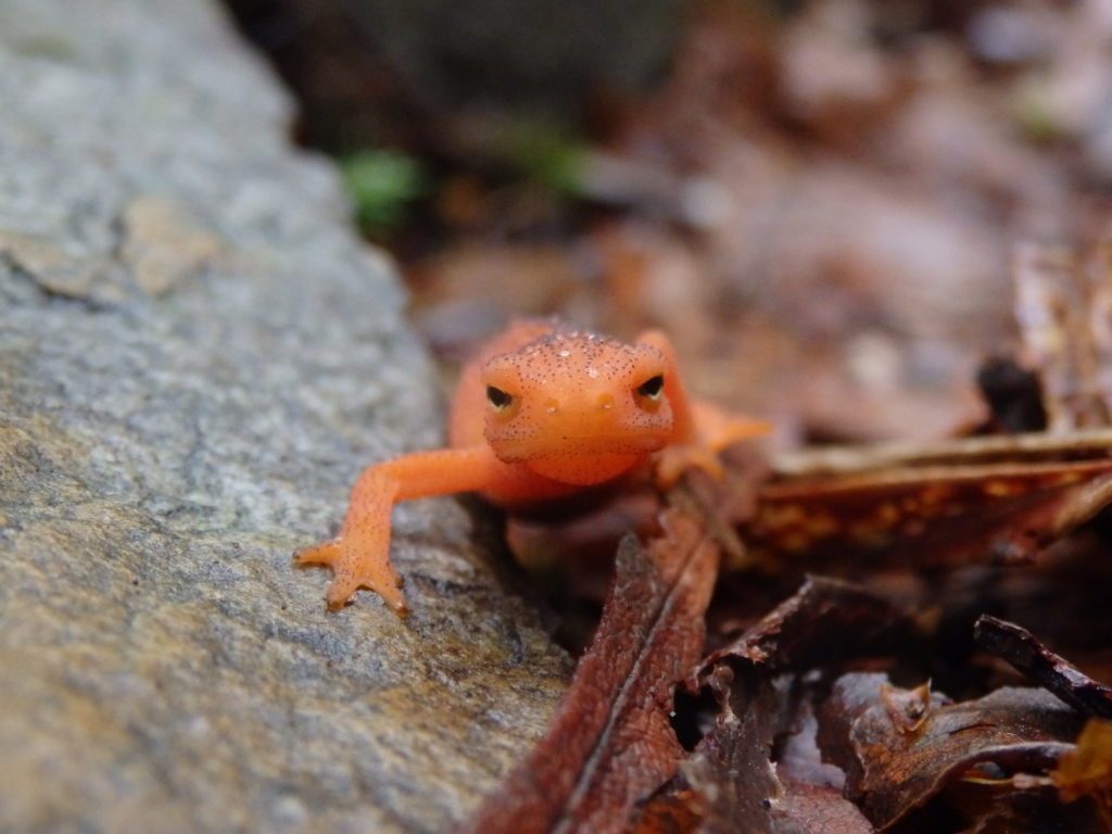 Red Eft. (Photo: Nicholas Massey)