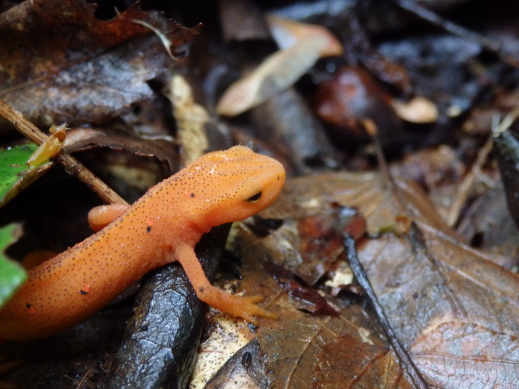 Red Eft. (Photo: Nicholas Massey)