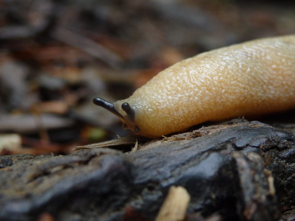 Slug. (Photo: Nicholas Massey)