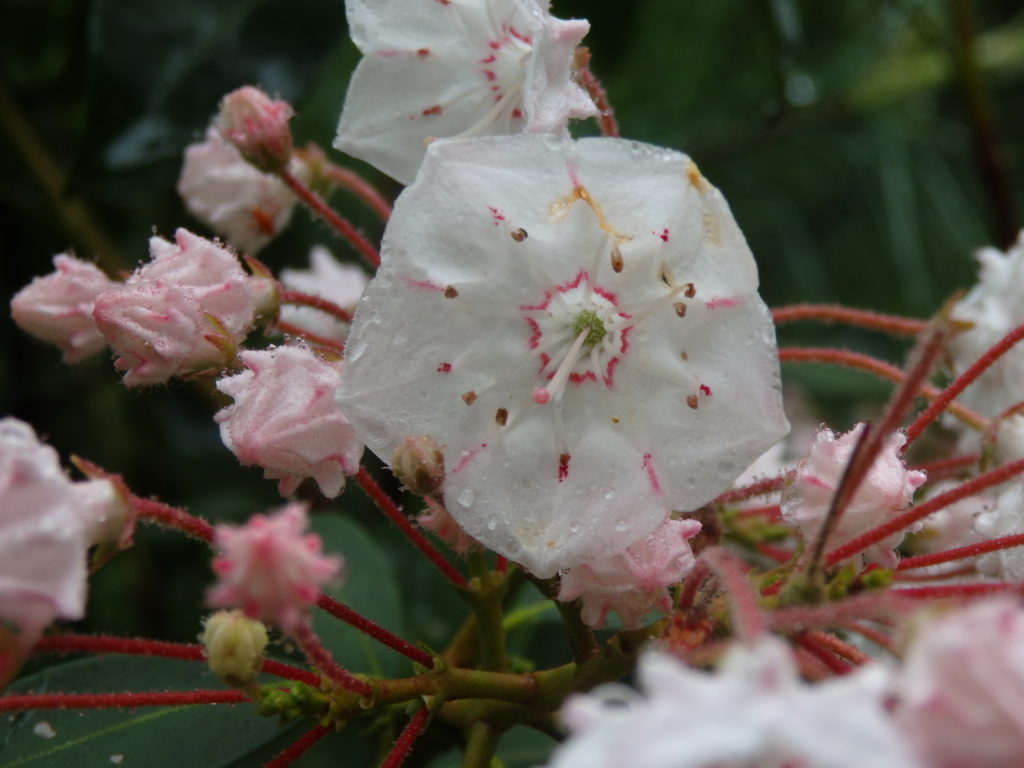 Mountain Laurel. (Photo: Nicholas Massey)