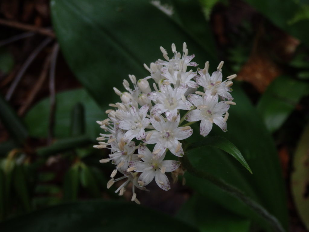 Speckled Wood Lily. (Photo: Kevin Massey)