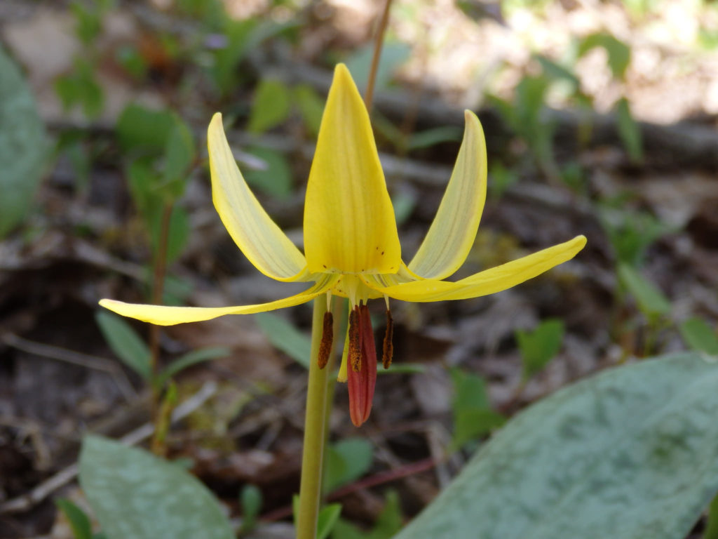 Trout lily. (Photo: Nicholas Massey)