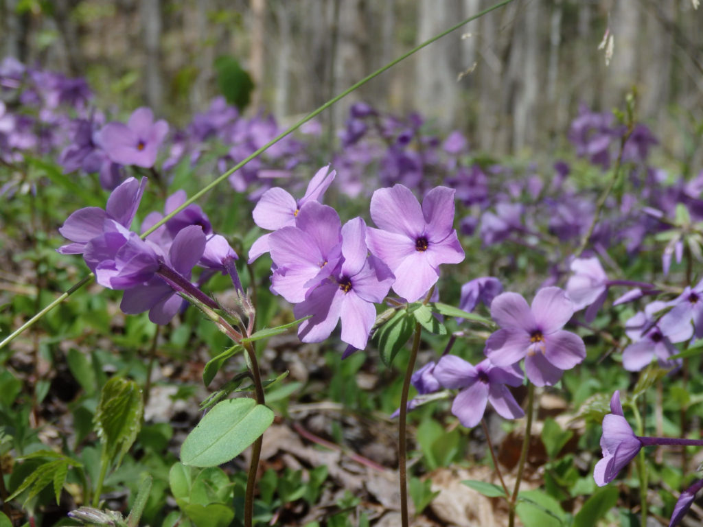 Phlox. (Photo: Nicholas Massey)