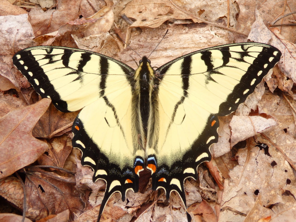 Eastern Tiger Swallowtail.  (Photo: Nicholas Massey)