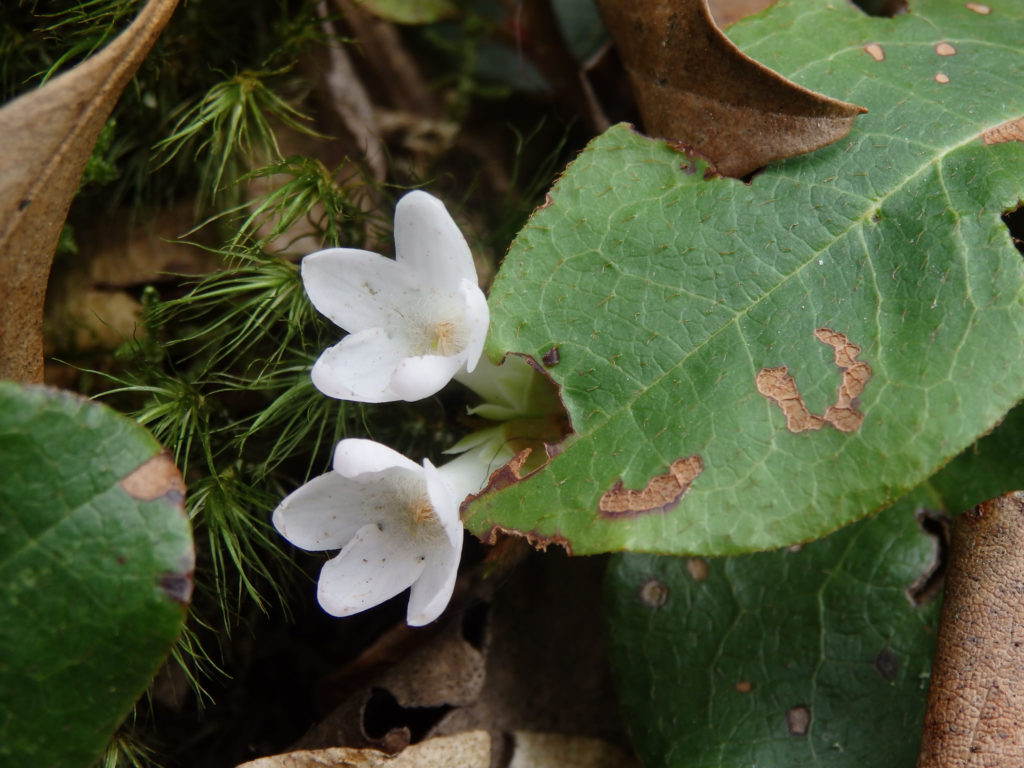 Mayflower or trailing arbutus (Epigaea repens).  (Photo: Nicholas Massey)