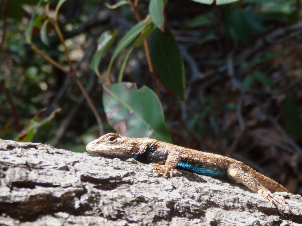 Male eastern fence lizard. (Photo: Nicholas Massey)