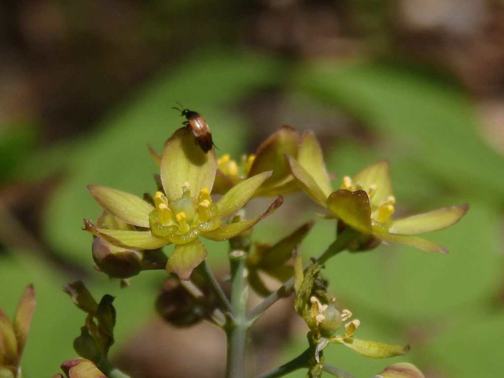 Blue cohosh Caulophyllum thalictroides