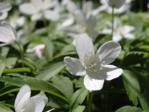 Anemone quinquefolia (wood anemone). (Photo: Nicholas Massey)